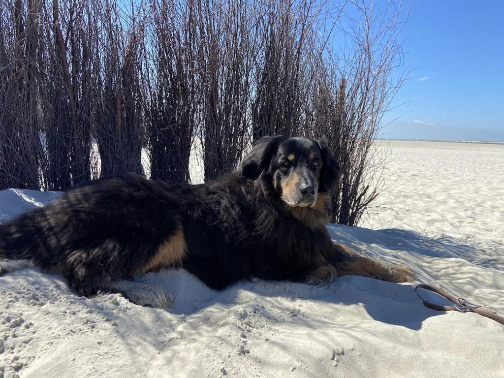 Ferien Im Wangerland Ferienwohnung Leuchtturm Minsen Schillig Hund Pool Sauna Norderaltendeich Buitenkant foto